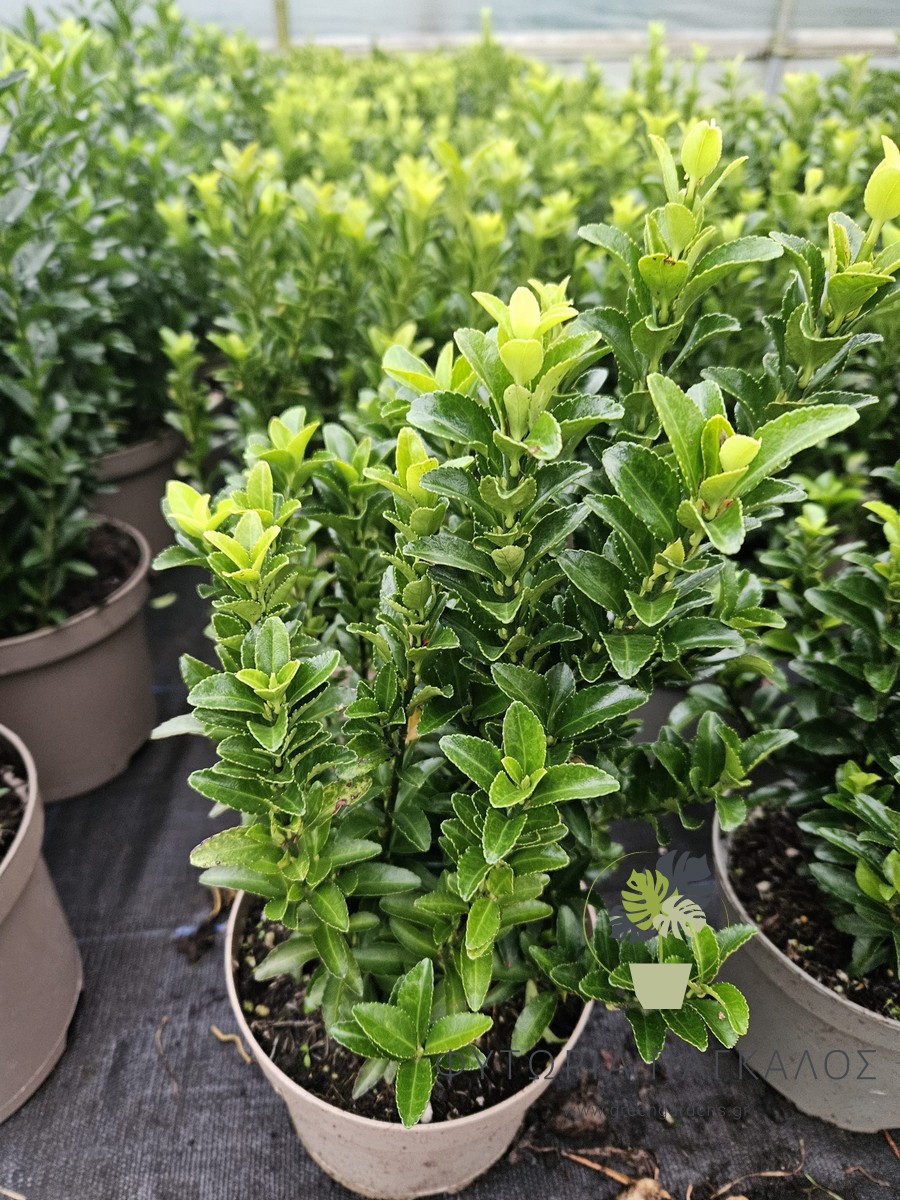 Ευώνυμο (Euonymus japonicus) – Ανθεκτικός Θάμνος για Φράχτη - 1